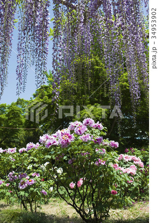 藤の花とボタン 藤の花とボタン 34953902