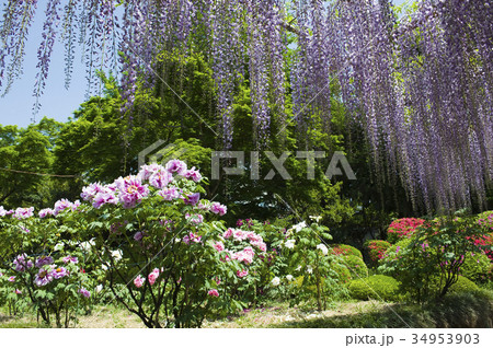 藤の花とボタン 藤の花とボタン 34953903