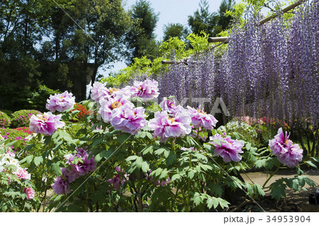 藤の花とボタン 34953904