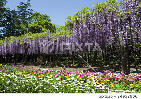 フジの花 フジの花 34953906