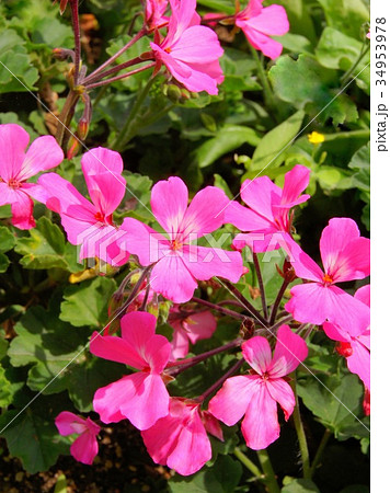 ピンクのゼラニウムの写真素材
