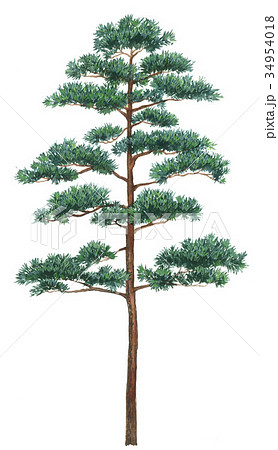 赤松のスケッチ アカマツの樹の精密植物画のイラスト素材
