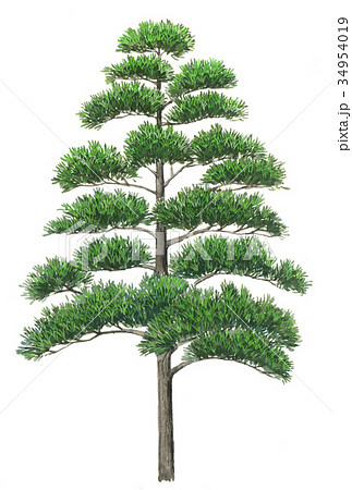 イヌマキのスケッチ 犬槇の樹の精密植物画のイラスト素材