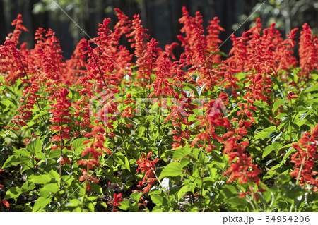 Red flowers on plant 34954206