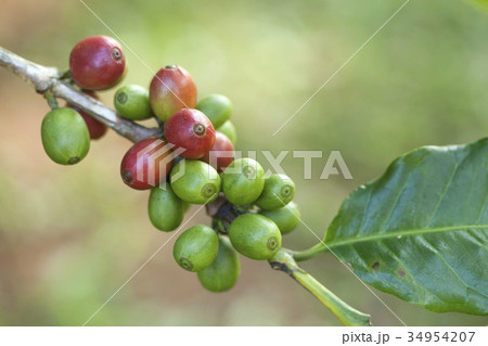 Coffee beans on plant 34954207