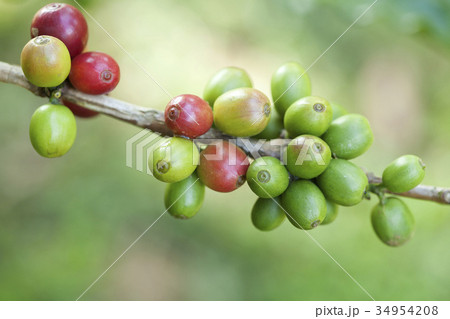 Coffee beans ripening on plant 34954208