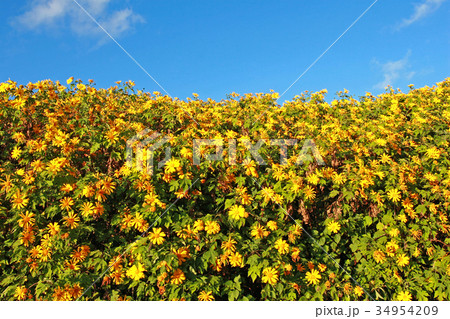 Sunflowers in the field 34954209
