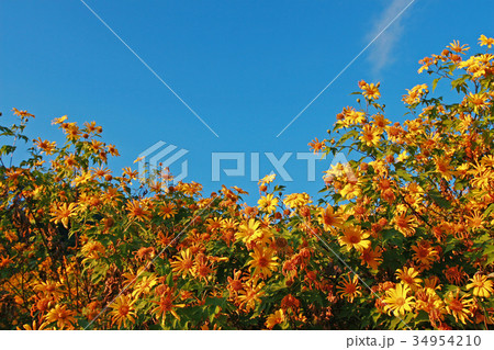 Sunflowers in the field 34954210