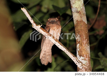 Gould's Frogmouth(ウロコガマグチヨタカ) Gould's Frogmouth(ウロコガマグチヨタカ) 34954408