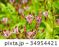 ホトトギス 山野草 ホトトギス 山野草 34954421