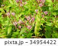 ホトトギス 山野草 ホトトギス 山野草 34954422