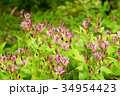 ホトトギス 山野草 ホトトギス 山野草 34954423