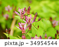 ホトトギス 山野草 ホトトギス 山野草 34954544