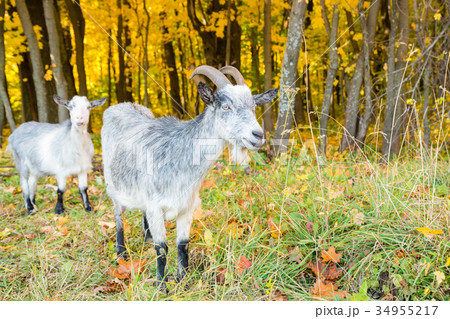 Goats on the background of autumn forest Goats on the background of autumn forest 34955217