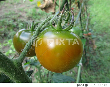 自家製トマトの栽培 自家製トマトの栽培 34955646