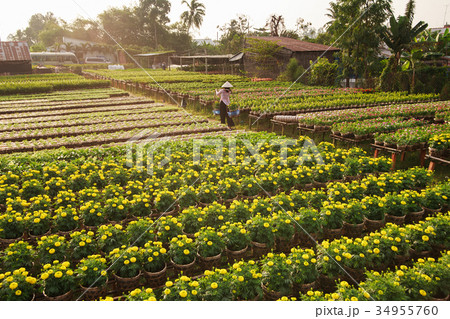Local lady in her garden in Sa Dec, Dong Thap 34955760
