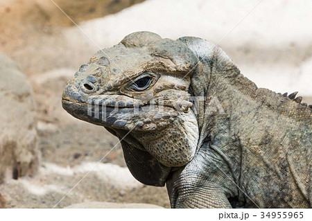 Iguana  34955965