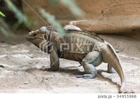 Iguana Iguana 34955966