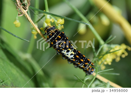 キアゲハ キアゲハ 34956000