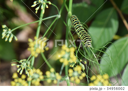 キアゲハ 34956002