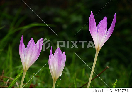 イヌサフランの花の写真素材