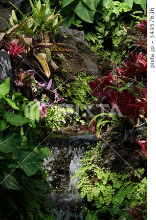 熱帯植物の風景　せせらぎ 34957636