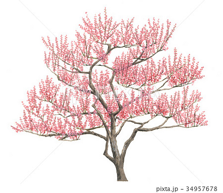 ウメのスケッチ 梅の木のイラスト 精密植物画のイラスト素材