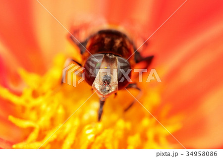 ダリア上のオオハナアブ 34958086
