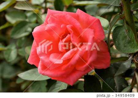 バラ(カトリーヌドゥヌーブ) バラ(カトリーヌドゥヌーブ) 34958409