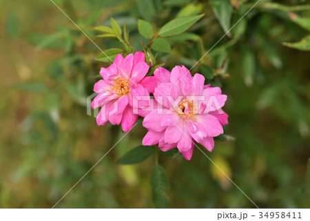 バラ（ロサキネンシスミニマ） 34958411