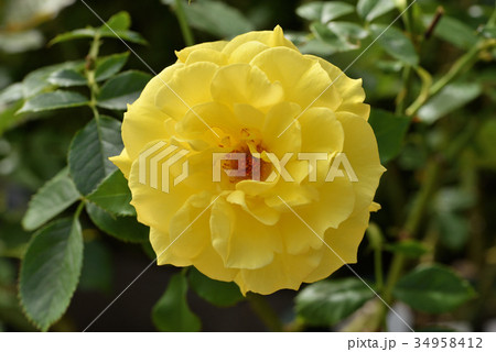 バラ（フリージア） 34958412