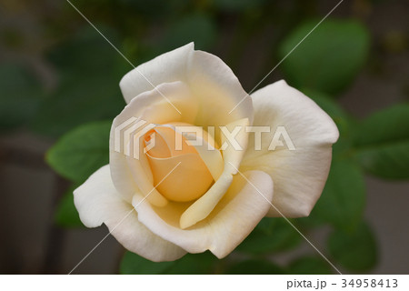 バラ（ホワイトクリスマス） 34958413