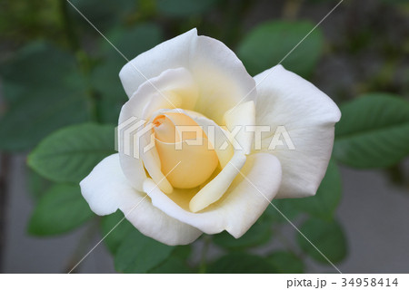 バラ(ホワイトクリスマス) バラ(ホワイトクリスマス) 34958414