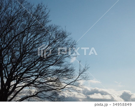 冬の枯れ木 34958849