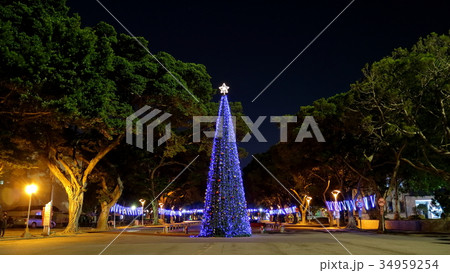 クリスマスホーリー クリスマス・ホーリー クリスマスツリー 34959254