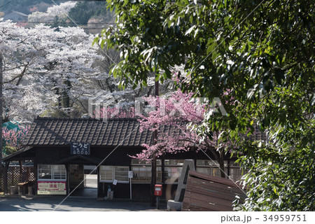 春のわたらせ渓谷鐡道 34959751
