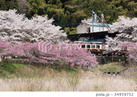 春のわたらせ渓谷鐡道 34959752