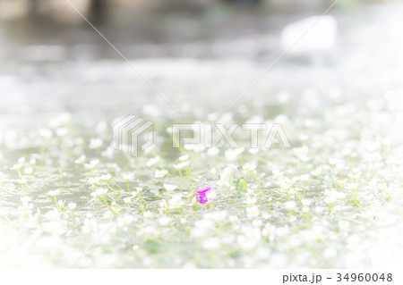 醒ヶ井の梅花藻 34960048