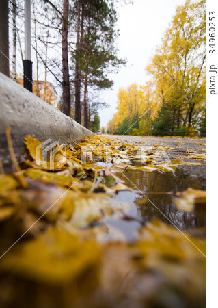 Road with fallen yellow leaves 34960253