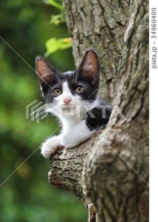木の上のハチワレ子猫の写真素材