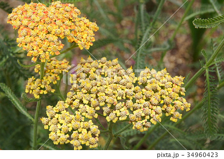 アキレア: セイヨウノコギリソウ アキレア: セイヨウノコギリソウ 34960423