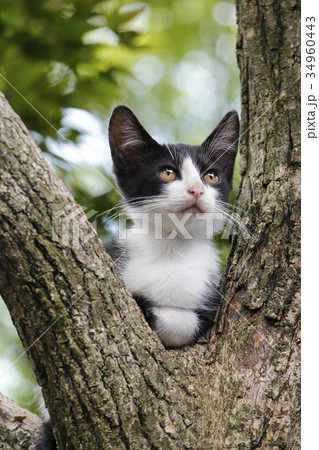 木の上でくつろぐシロクロ子猫 木の上でくつろぐシロクロ子猫 34960443
