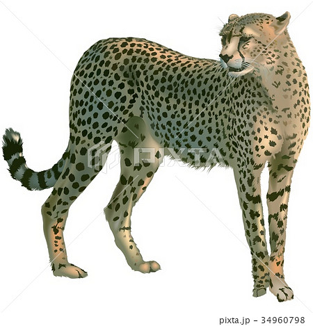 チータ絵 Cheetahのイラスト素材 [34960798] - PIXTA