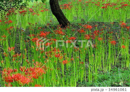 曼珠沙華 曼珠沙華 34961061