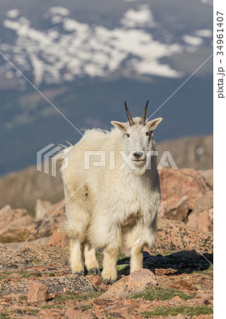 Mountain Goat 34961407