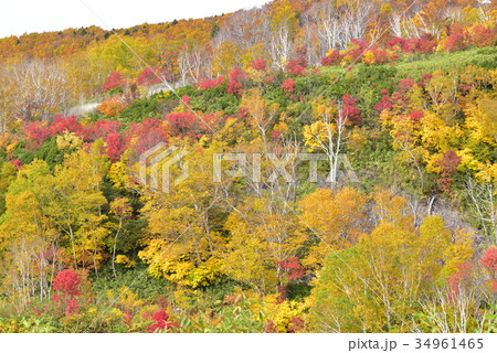 八甲田の秋 34961465