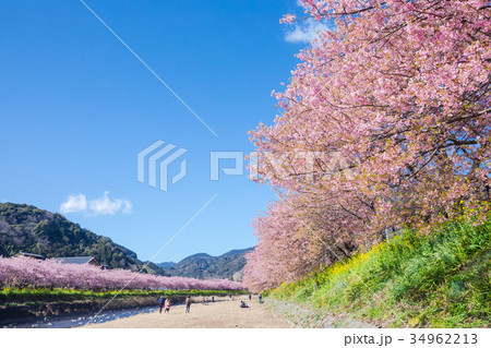 河津桜 桜 早咲きの桜 伊豆 静岡 さくら サクラ 画像素材 コピースペース 背景素材 文字入れ 河津桜 桜 早咲きの桜 伊豆 静岡 さくら サクラ 画像素材 コピースペース 背景素材 文字入れ 34962213