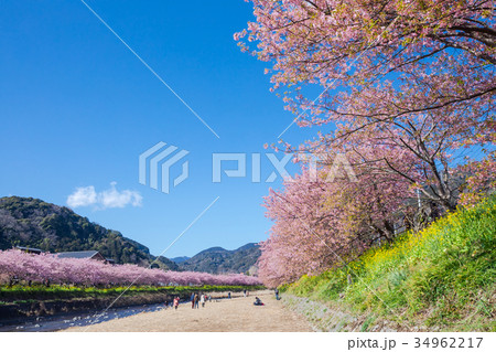 河津桜　桜　早咲きの桜　伊豆　静岡　さくら　サクラ　画像素材　コピースペース　背景素材　文字入れ 34962217