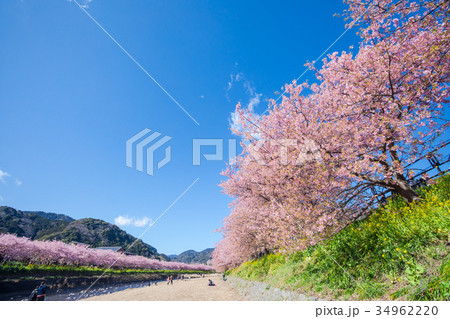 河津桜　桜　早咲きの桜　伊豆　静岡　さくら　サクラ　画像素材　コピースペース　背景素材　文字入れ 34962220