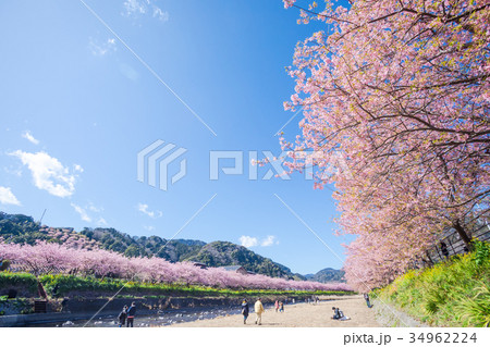 河津桜　桜　早咲きの桜　伊豆　静岡　さくら　サクラ　画像素材　コピースペース　背景素材　文字入れ 34962224
